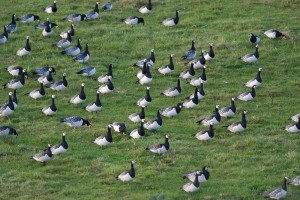 At leas a quarter of Islay's barnies are due to be shot