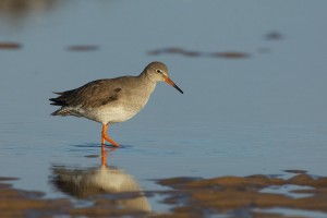 Common Redshank at Slimbridge
