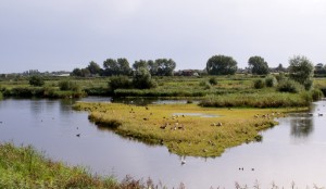 Canada Geese at Martin Mere - which is once again within range of a proposed fracking licence (c: Inge Bristow/WWT)