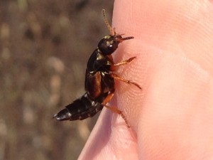 Rove Beetle Cr. Brian Briggs