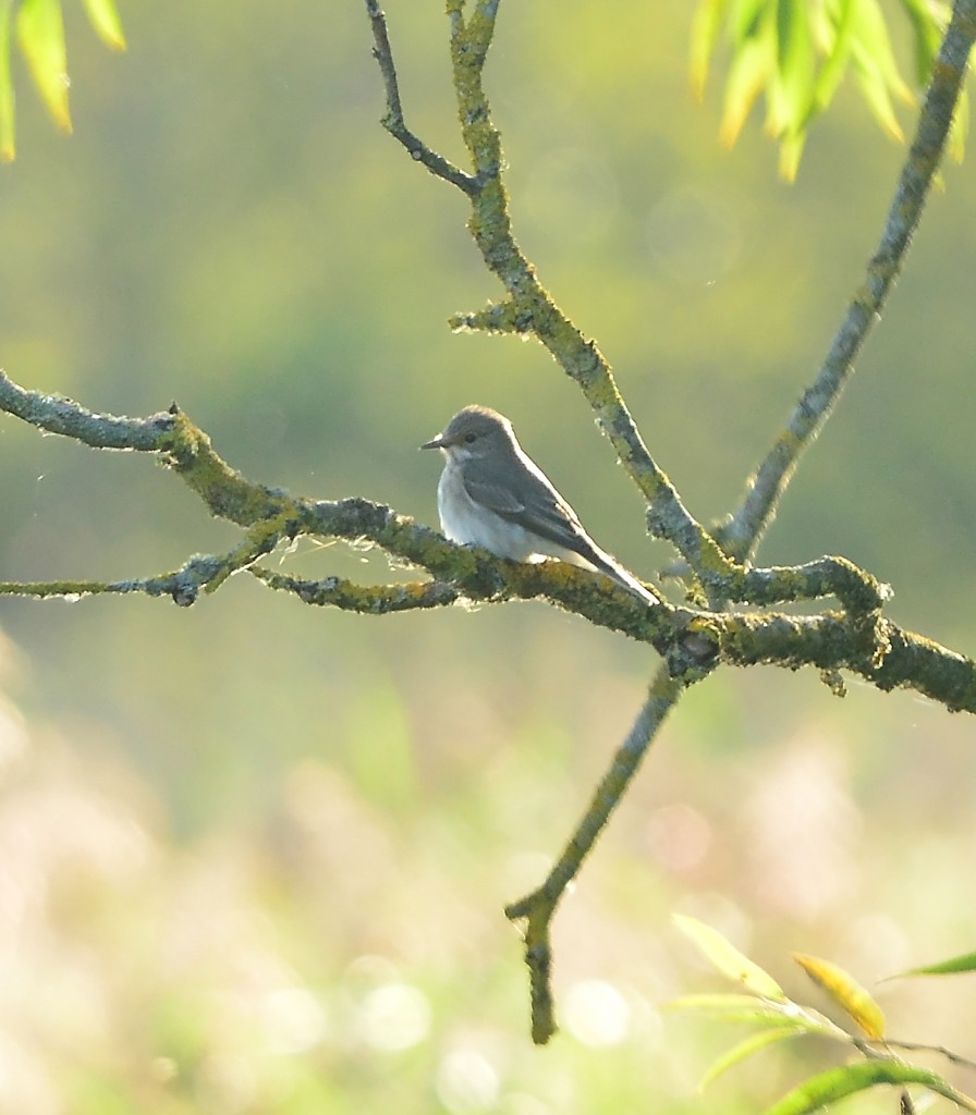 A spotted flycatcher at the Scrape Hide