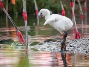 WA Chilean flamingo chick 14 September 2015 (2)