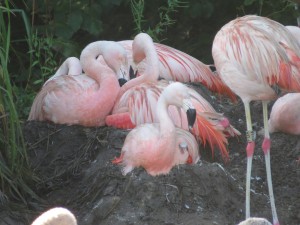Chilean flamingo chick on nest