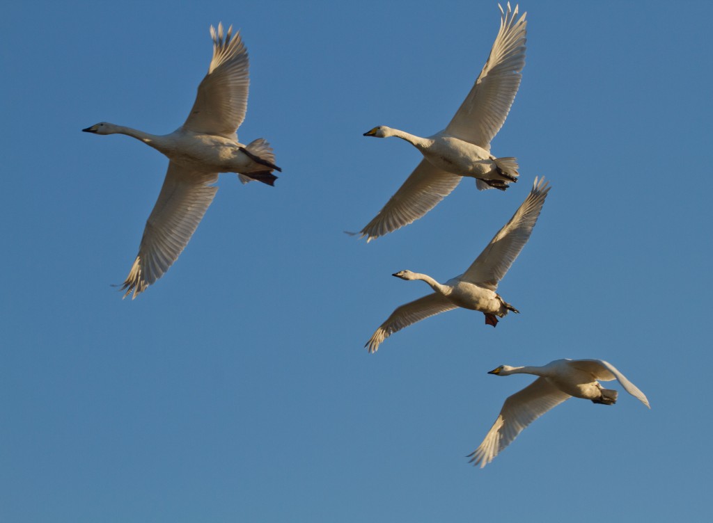 Whooper swans over the Mere