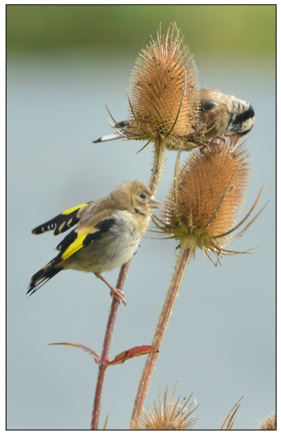 Goldfinches feeding on teasel seedheads.