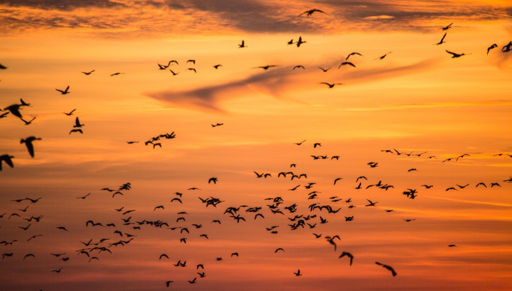 Pink-footed Geese influx