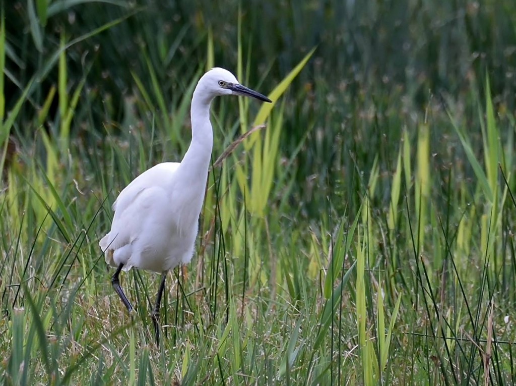 Little egret photographed last week by visitor Rob Collins.