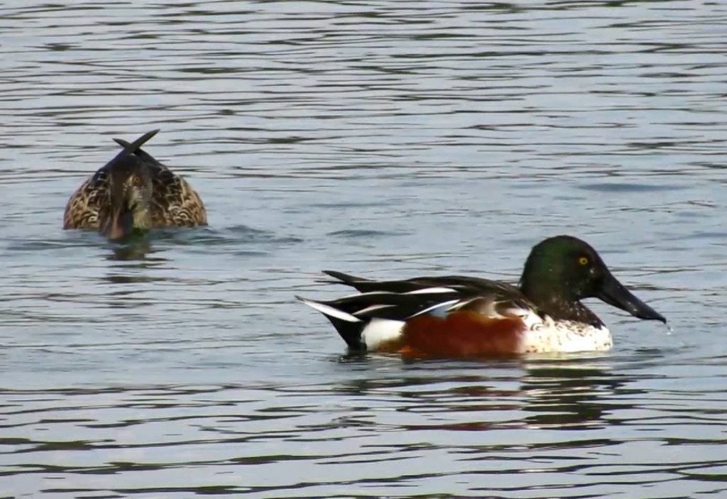 Pair of Shoveler on the water from the Sand Martin hide.