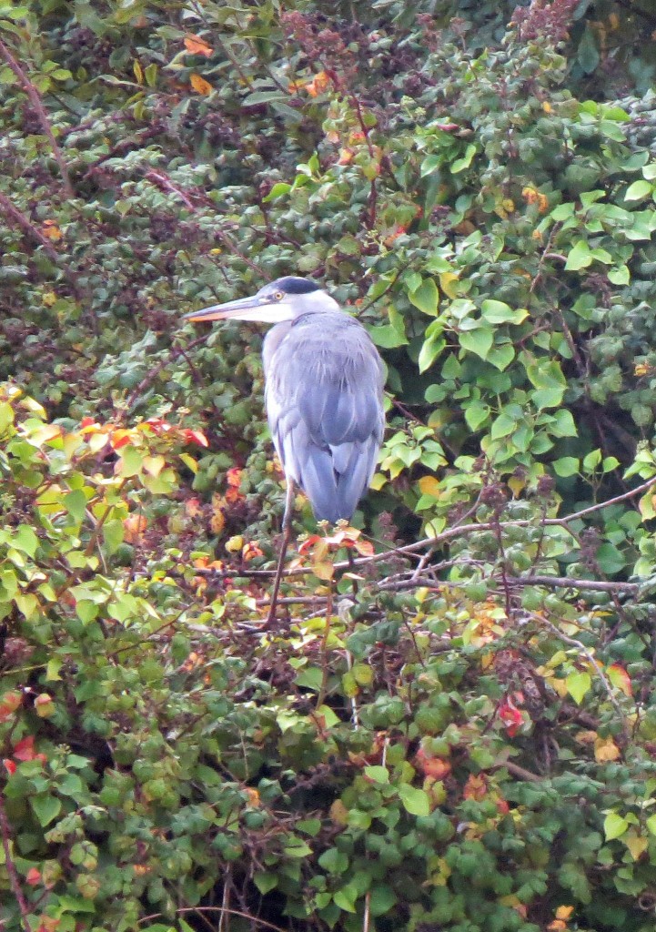 Grey Heron in trees