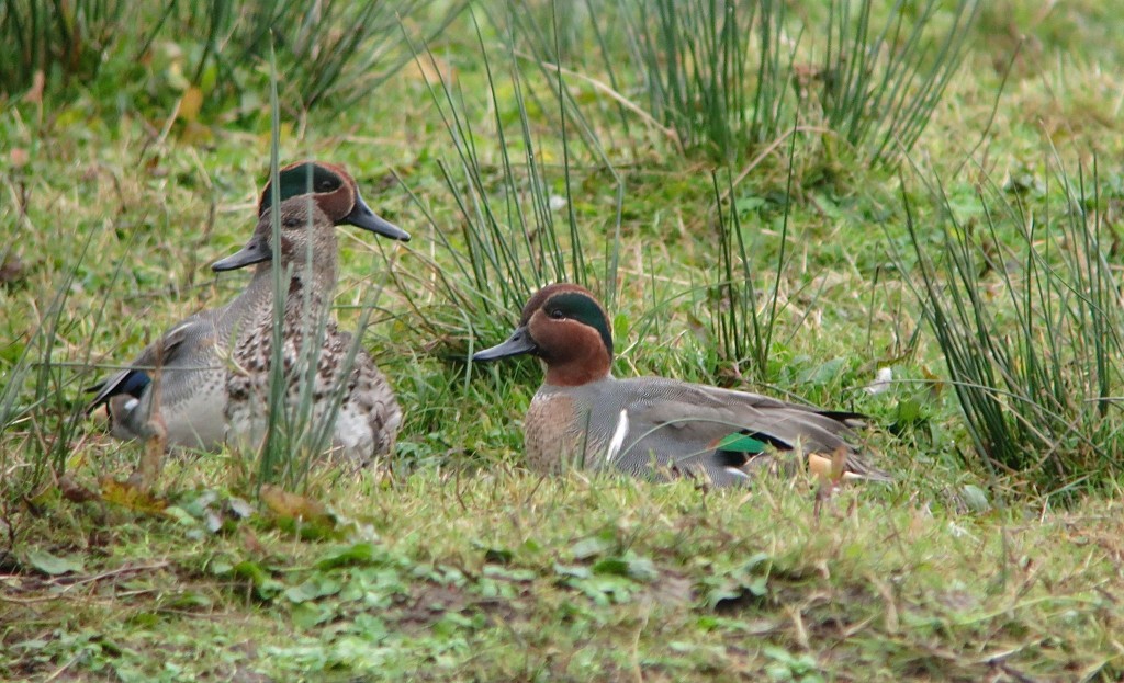 Drake Green-winged Teal, Folly Pond 2014. Photo by Senior Warden Joe Bilous