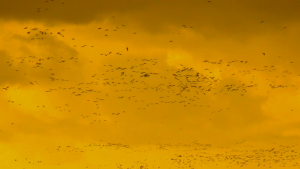 1_MM_Sue_Falcon_Screenshot_Sept_2015