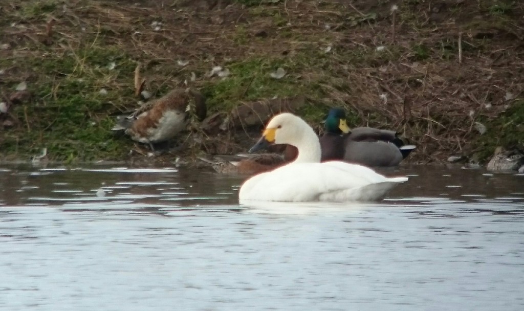 Earliest arrival of Bewick's swan at WWT Martin Mere
