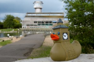 A captive Whitehall-winged duck at Slimbridge