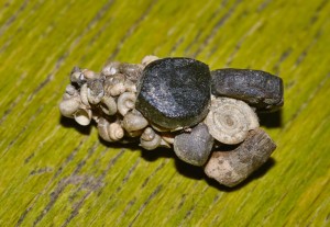 Caddisfly case by Bob Ellis