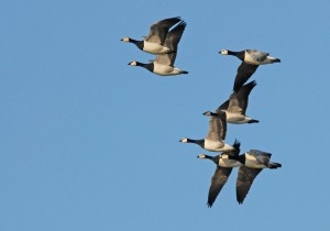 Barnacle Geese in flight taken by James Lees