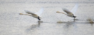 Bewick's swans by Richard Dunn