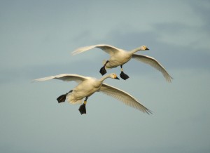 Two Bewick's Swan coming into land at Slimbridge