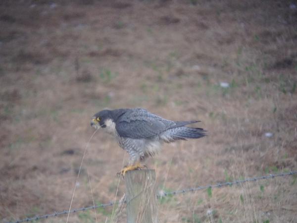 Peregrine spots potential food (photograph @SkeinNature / Graham Clarkson)