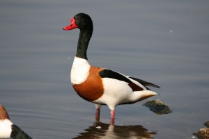 Common Shelduck by Joe Connolly