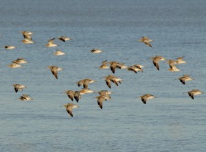Curlew flock in flight
