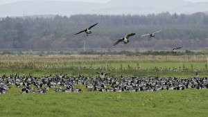 Barnacle geese. Photo credit: James Stevens