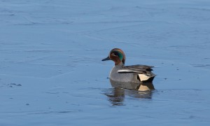 Eurasian teal.  Photo credit: William Bermingham