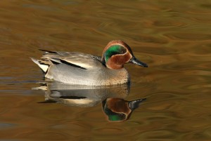 Male Eurasian Teal with reflection at Slimbridge