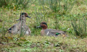 Green-winged Teal. Photo credit: Joe Bilous