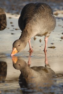 Greylag Goose drinking with reflection at Slimbridge taken by James Lees