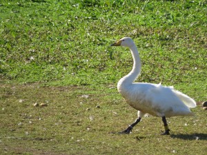 IMG_1349