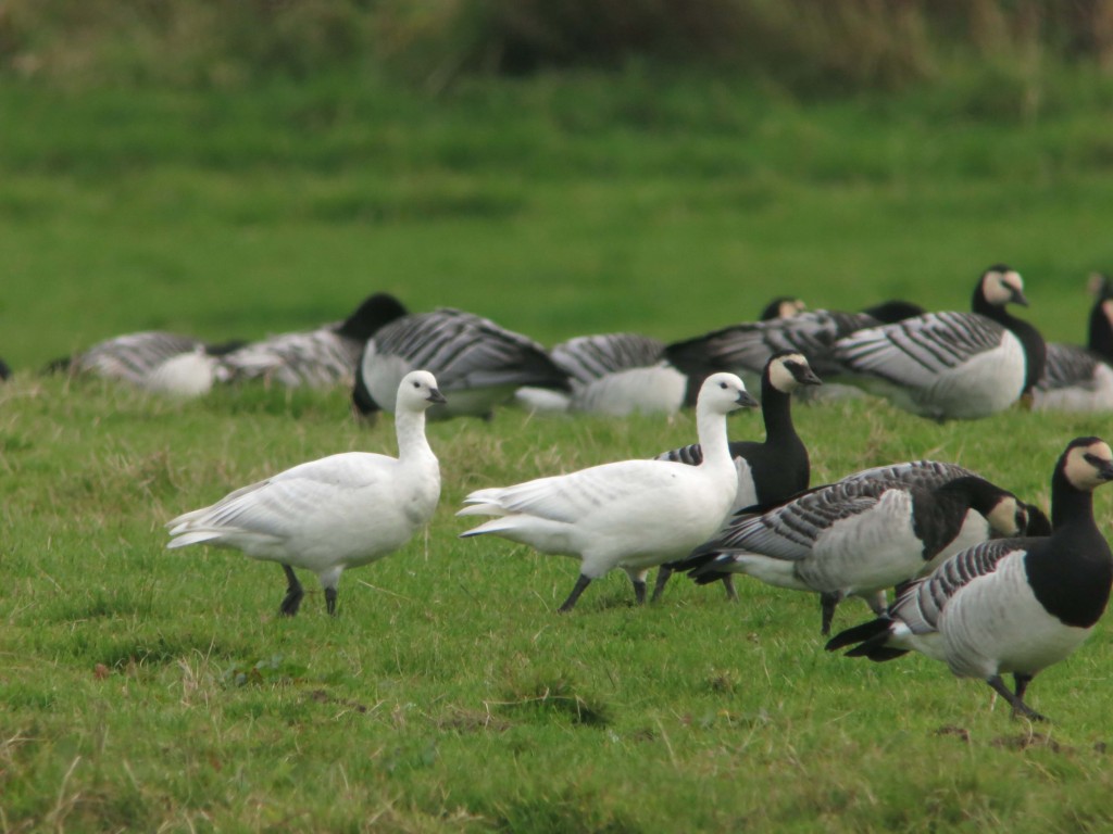 Leucistic (white) Barnacle Geese. Photo by Senior Warden Joe Bilous