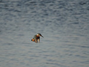 Kingfisher, Cr.Rob Werran