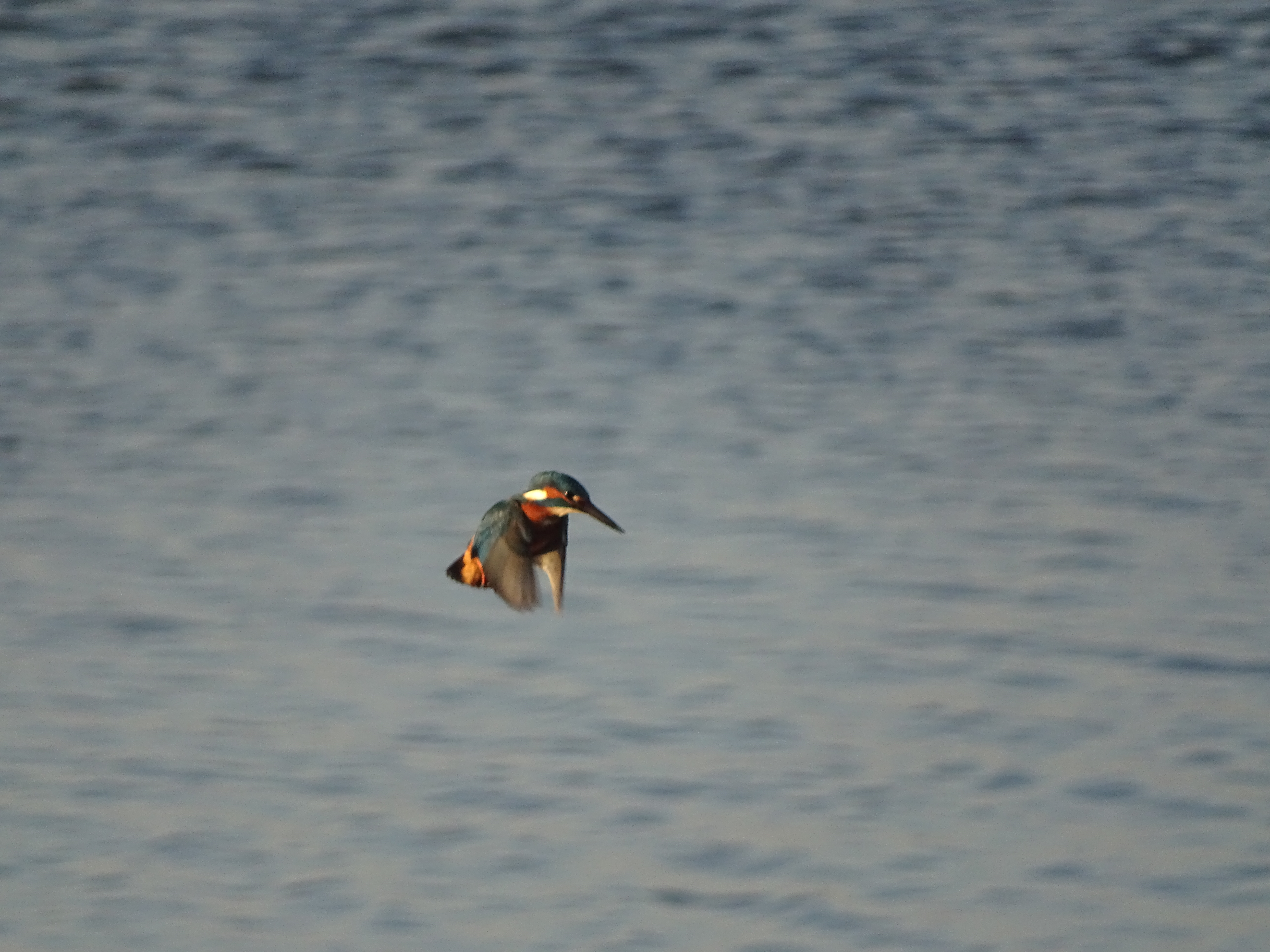 Kingfisher, Cr.Rob Werran