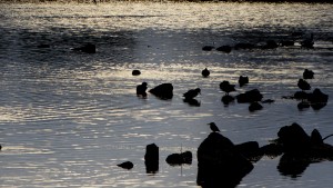 Kingfisher and Wildfowl, Millennium Wetlands, Cr. Rob Werran