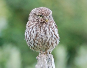 Little Owl by George E. Geer