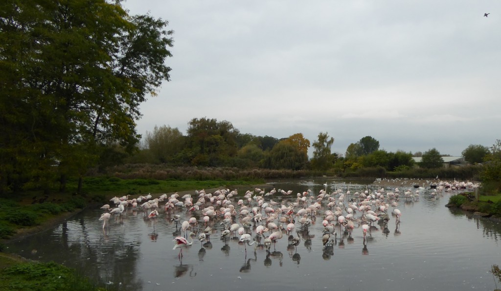 It's good to have friends. Notice how the birds have moved from the nesting end of the enclosure to a different, more sheltered part of Flamingo Lagoon.