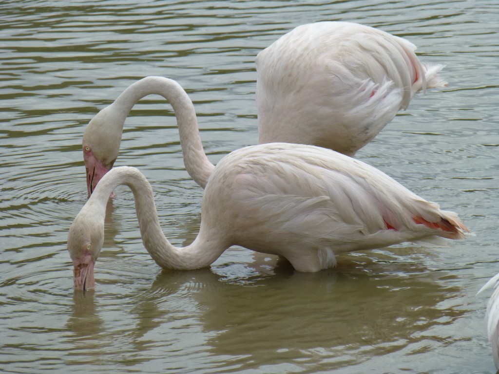 Continuing the theme of friendly flamingos... how long do relationships actually last for?