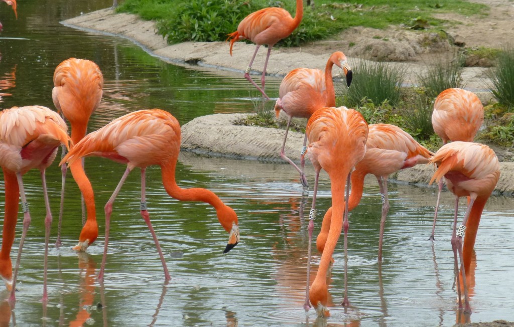 Small groups of flamingos will forage together. Even though they are in the safety of Slimbridge, they still scan their surroundings for predators as they would in the wild. But do all individuals do this equally? 