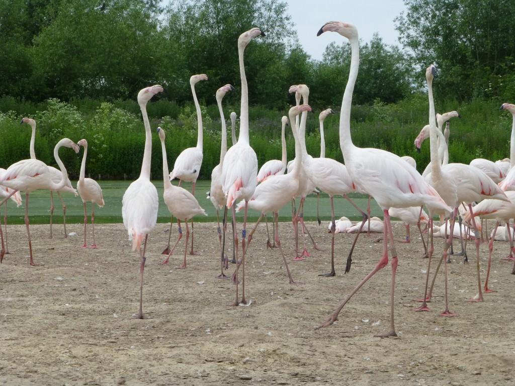 Very relaxed flamingos. So relaxed, in fact, that some carried on their courtship display well into the autumn! 