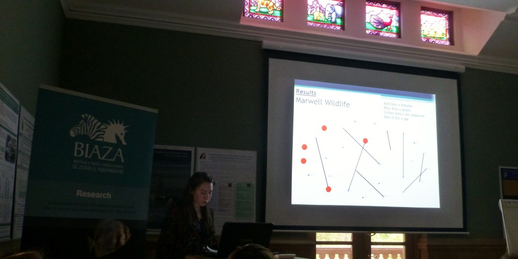 Rhianna, as part of her research project, measured associations within the flock of Caribbean flamingos at WWT Llanelli. She found similar patterns to that noted at Slimbridge. That flamingos have very strong preferences for who they hang out with.