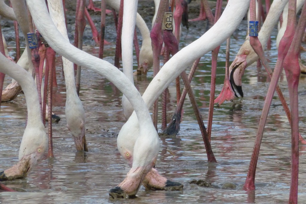Beaks in the mud. Watch the filtering behaviour of the greater flamingos closely from the sunken viewing hide. 
