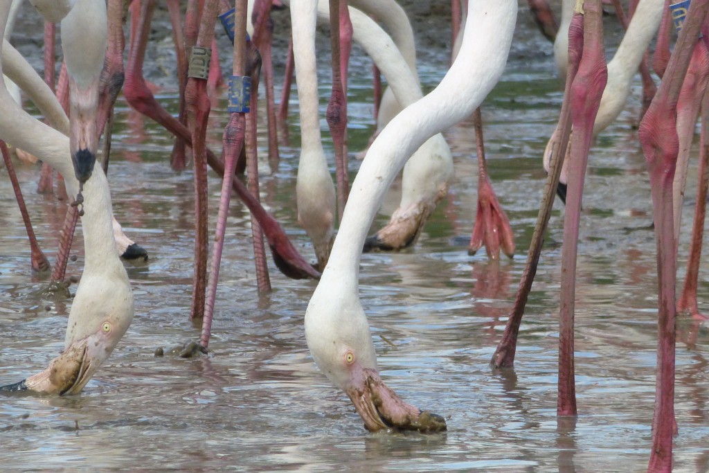 Feet in the mud. Stamping and stirring up tasty treats that can be consumed is messy but enjoyable work for flamingos. This is called environmental enrichment- when animals are given the opportunity to do lots of natural behaviours. 