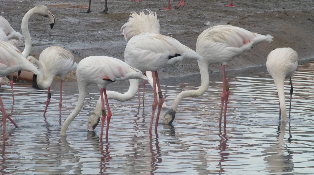 It's dirty work grubbing around for your dinner. This natural foraging behaviour is encouraged by feeding the flamingos directly into their pool, in across several bowls so that they have choices as to where to feed. 
