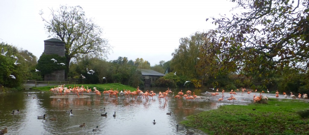 It's been go, go go in the Caribbean Flamingo Pen. Changes to the enclosure have been made with the bird's best interests in mind. 