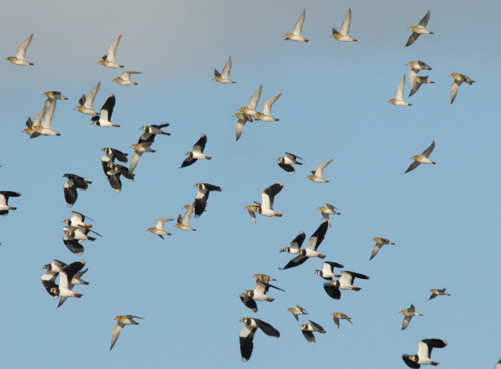 Flock of mixed plovers flying at Slimbridge taken by James Lees