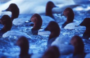 The not quite so common pochard