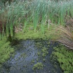 Parrot's feather at Llanelli, an invasive species of plant.