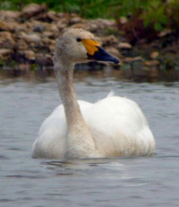 Record breaker (c) Martin McGill WWT