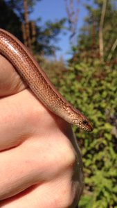 Slow Worm, Cr. Brian Briggs