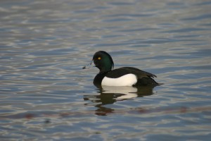 Tufted duck swimming across the pond by Nick Cottrell